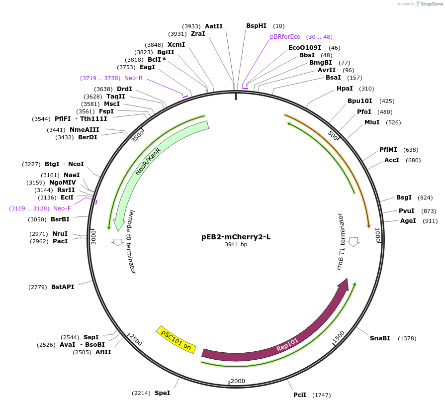 104003-plasmid-map-sequence-id-200520