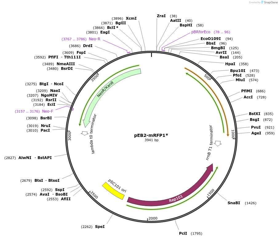 104000-plasmid-map-sequence-id-200531