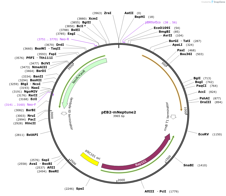 104012-plasmid-map-sequence-id-200533