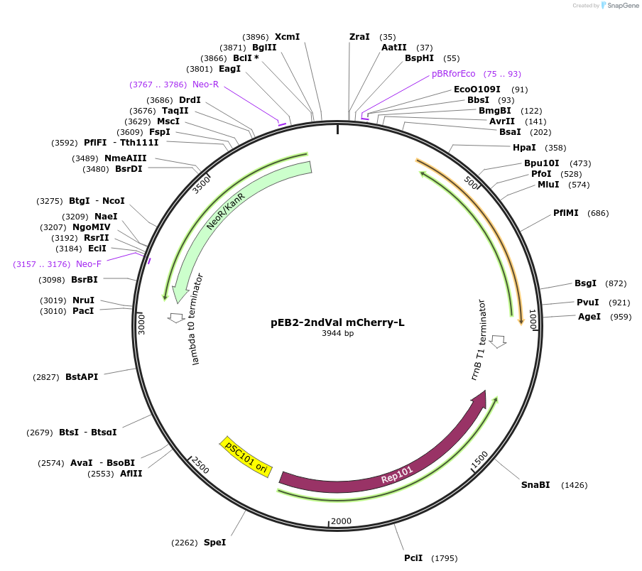 104026-plasmid-map-sequence-id-200535