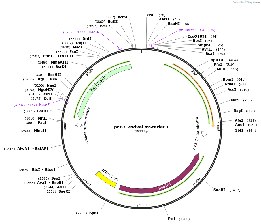 104028-plasmid-map-sequence-id-200537