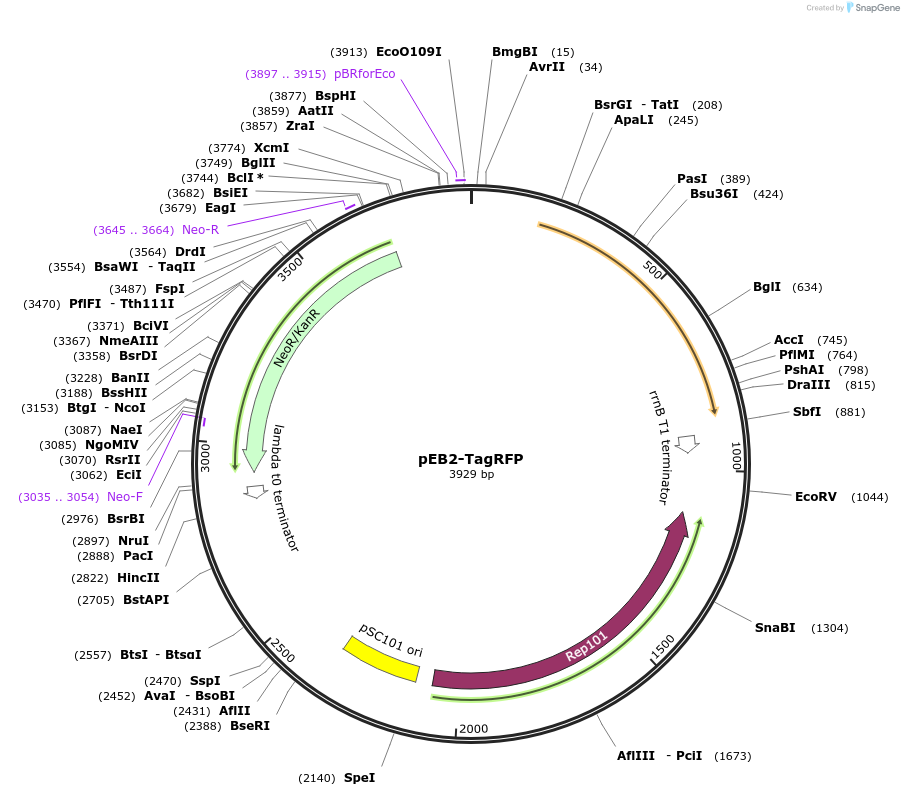 103997-plasmid-map-sequence-id-200542