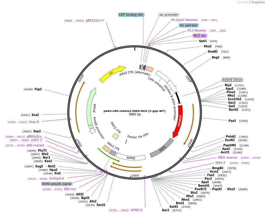 105922-plasmid-map-sequence-id-200599