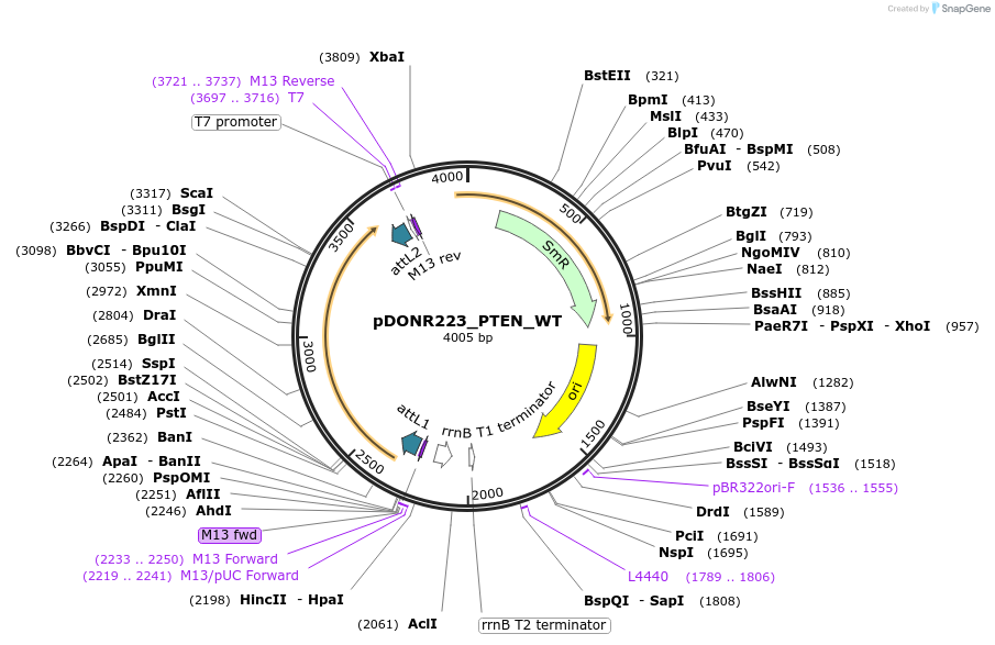 81737-plasmid-map-sequence-id-200601