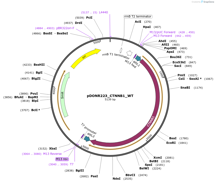 81734-plasmid-map-sequence-id-200602