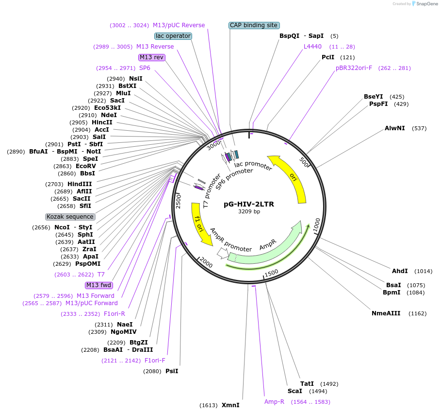 104590-plasmid-map-sequence-id-200630
