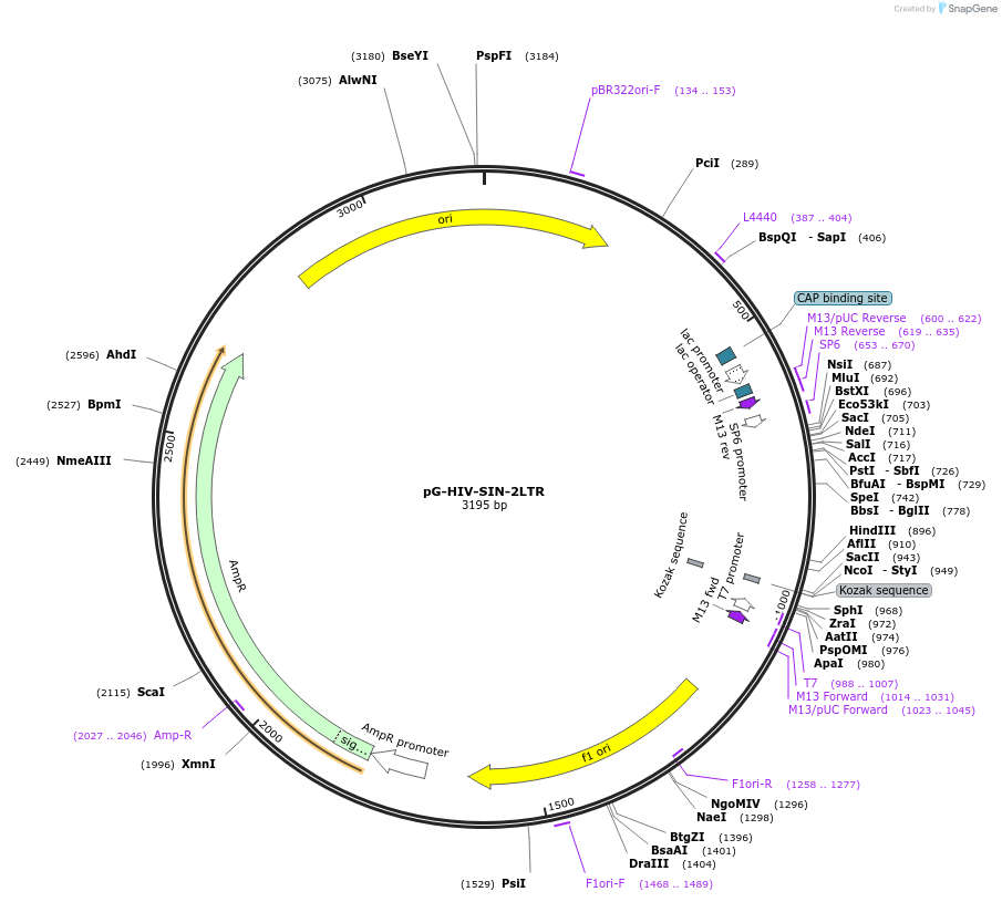 104591-plasmid-map-sequence-id-200632