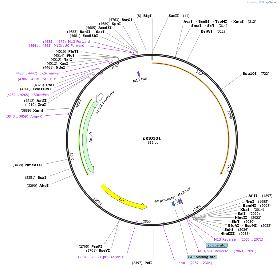 103063-plasmid-map-sequence-id-200638