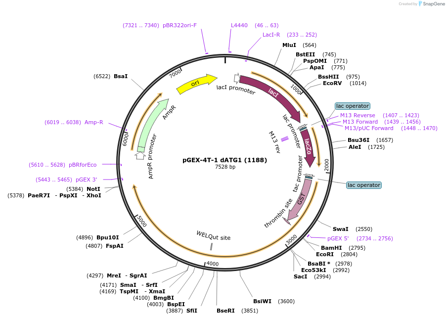 66918-plasmid-map-sequence-id-200647