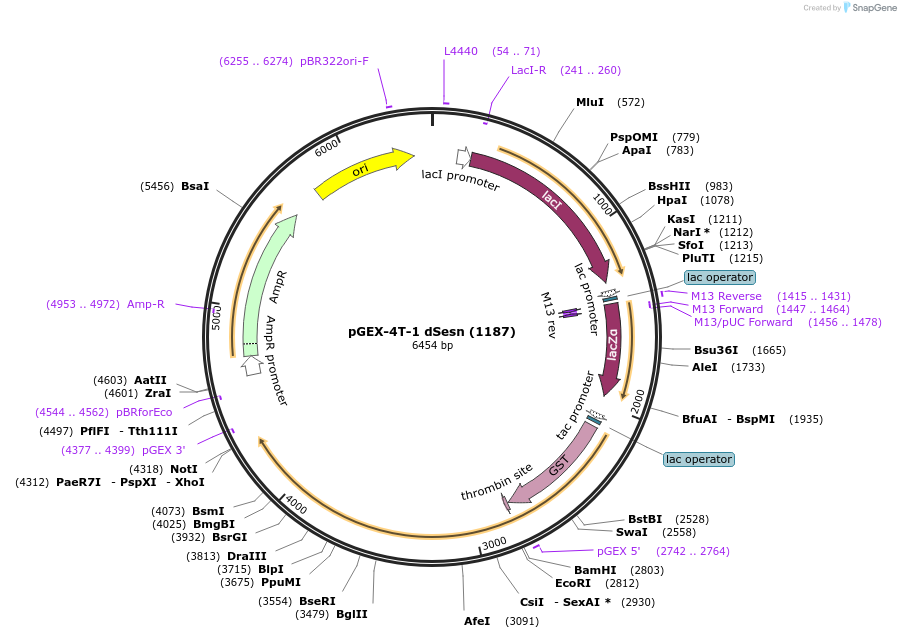 66919-plasmid-map-sequence-id-200648