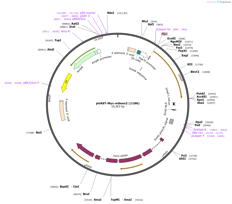 66920-plasmid-map-sequence-id-200649
