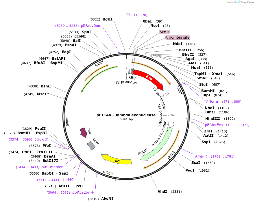 104531-plasmid-map-sequence-id-200650