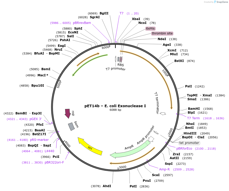 104552-plasmid-map-sequence-id-200667