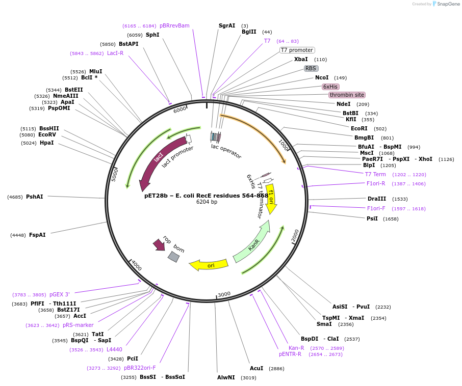 104534-plasmid-map-sequence-id-200668