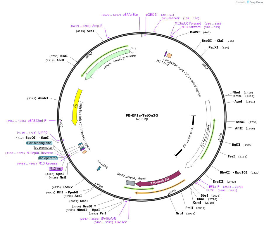 104543-plasmid-map-sequence-id-200670