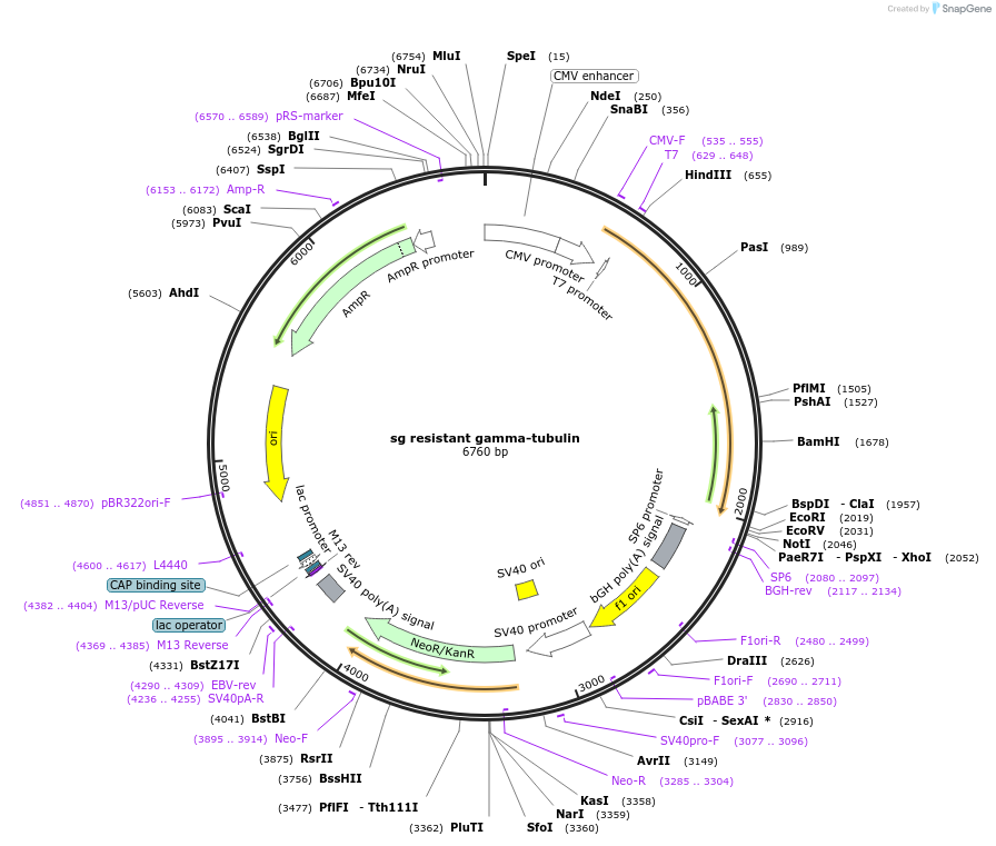 104433-plasmid-map-sequence-id-200671