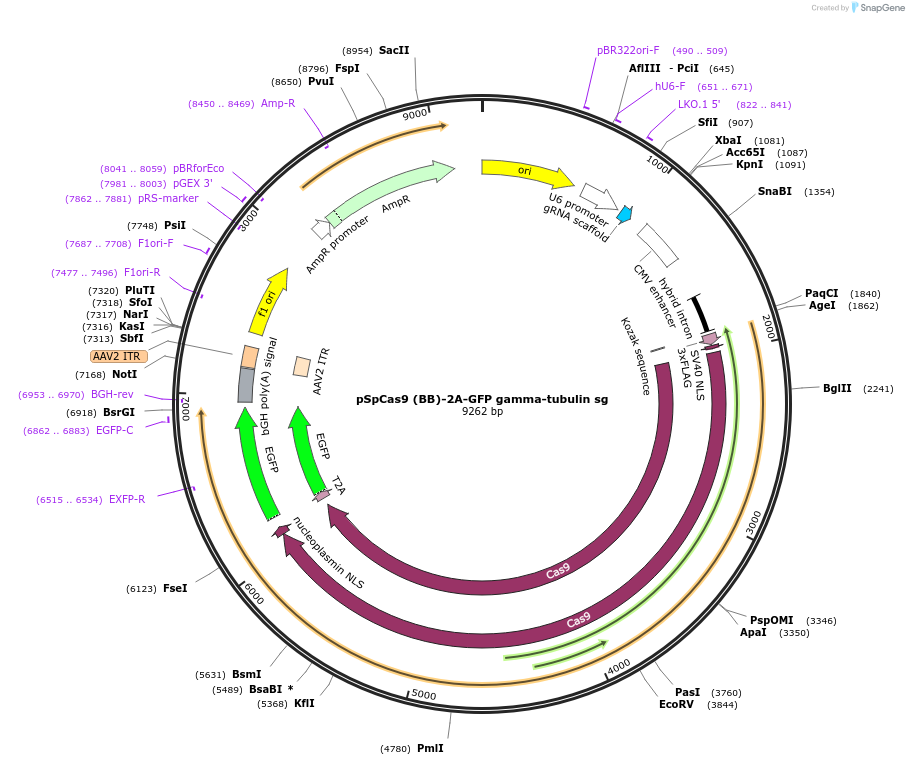 104437-plasmid-map-sequence-id-200674