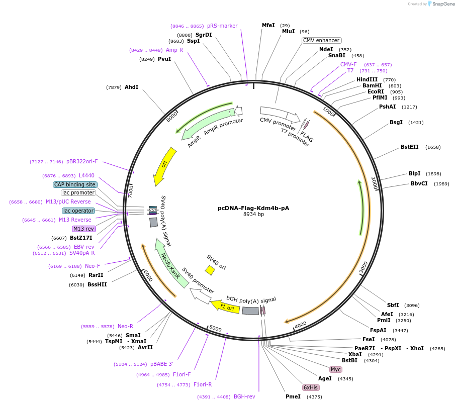 104486-plasmid-map-sequence-id-200685