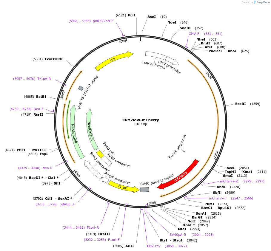 104065-plasmid-map-sequence-id-200690