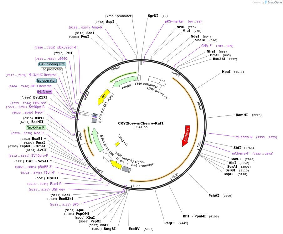 104066-plasmid-map-sequence-id-200691