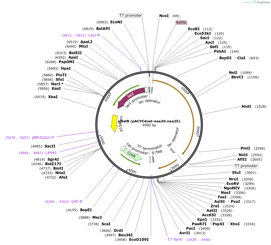 53613-plasmid-map-sequence-id-200715