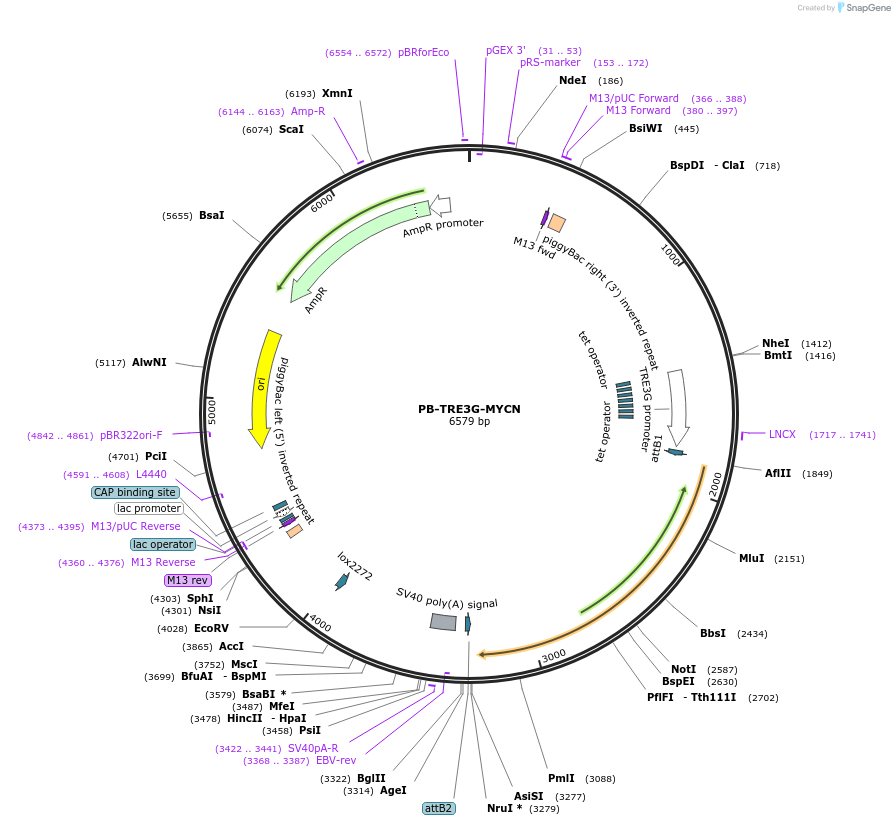 104542-plasmid-map-sequence-id-200842