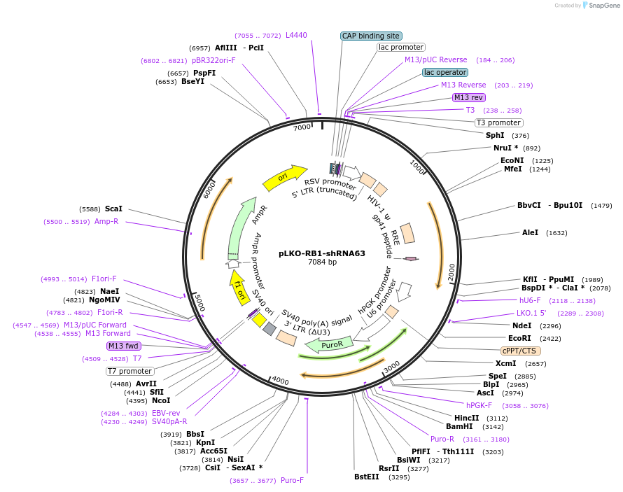 25641-plasmid-map-sequence-id-200856