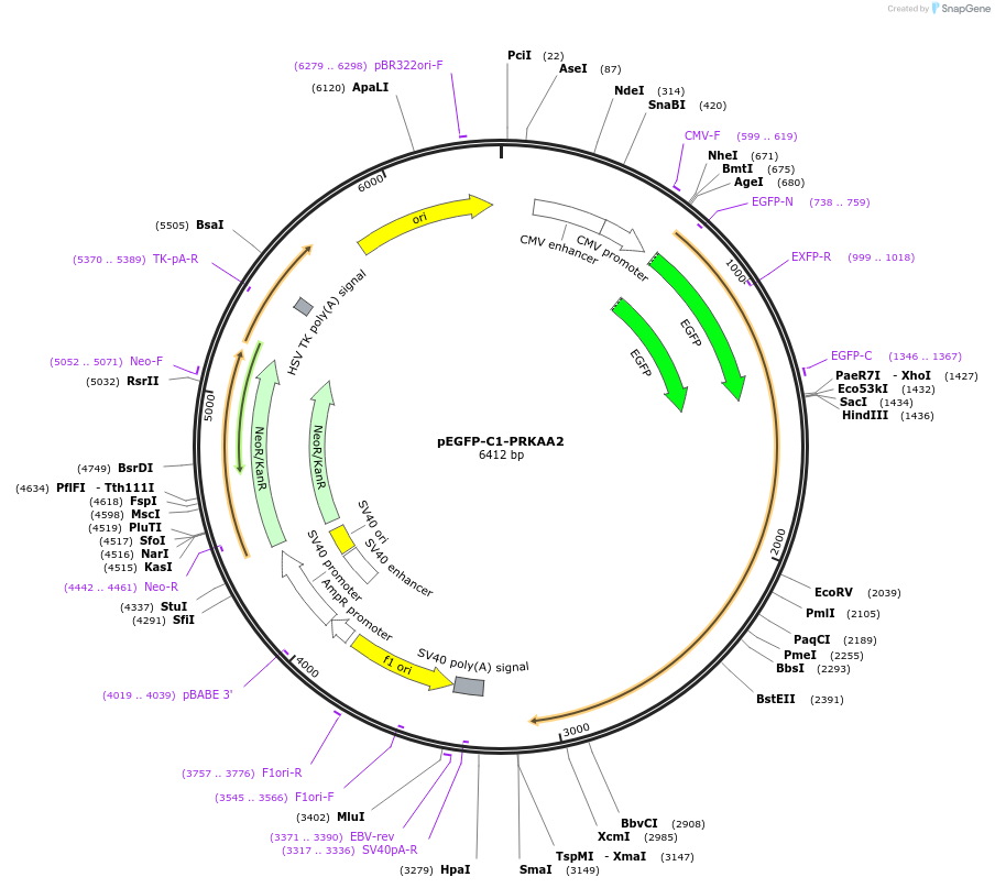 30310-plasmid-map-sequence-id-200861