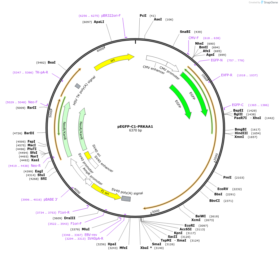 30305-plasmid-map-sequence-id-200863