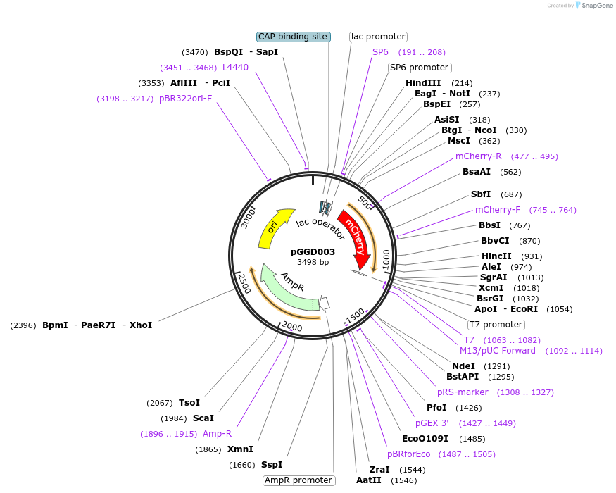 48835-plasmid-map-sequence-id-200868