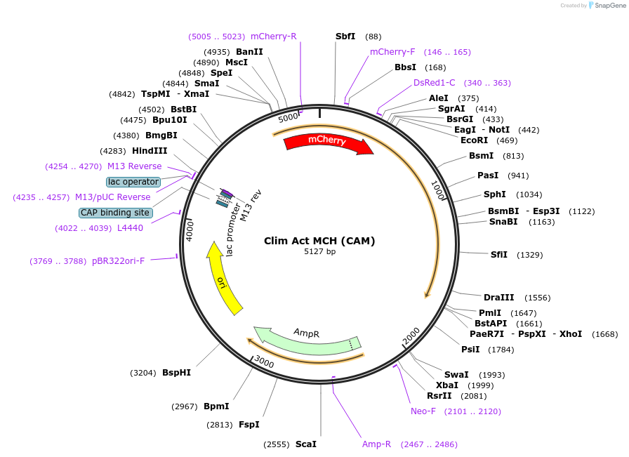 104443-plasmid-map-sequence-id-200869