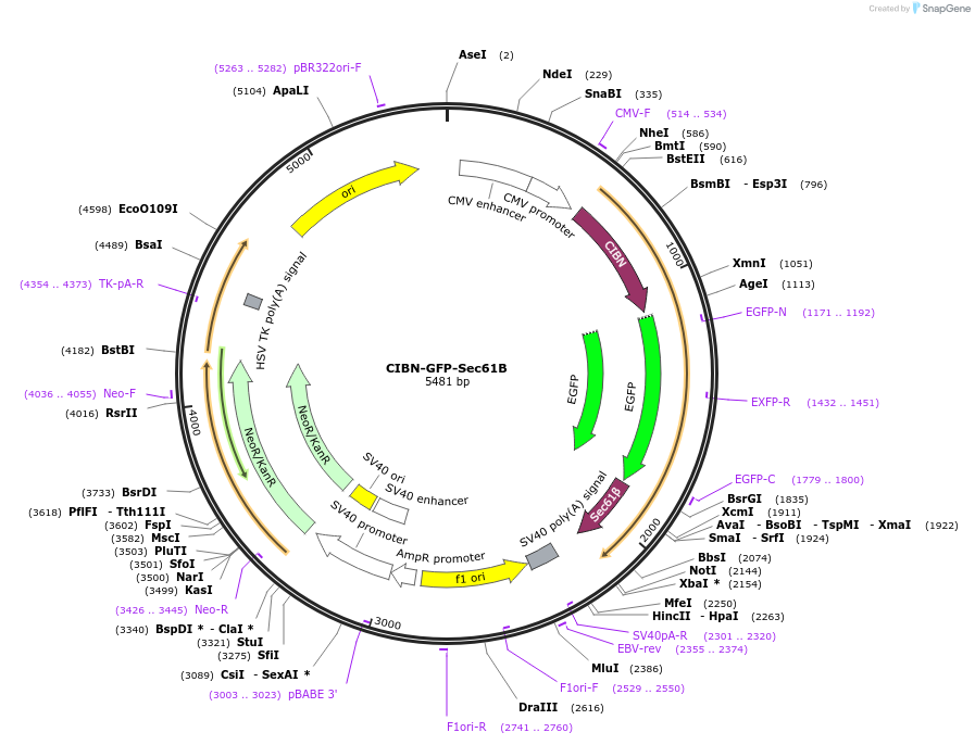 104177-plasmid-map-sequence-id-200870