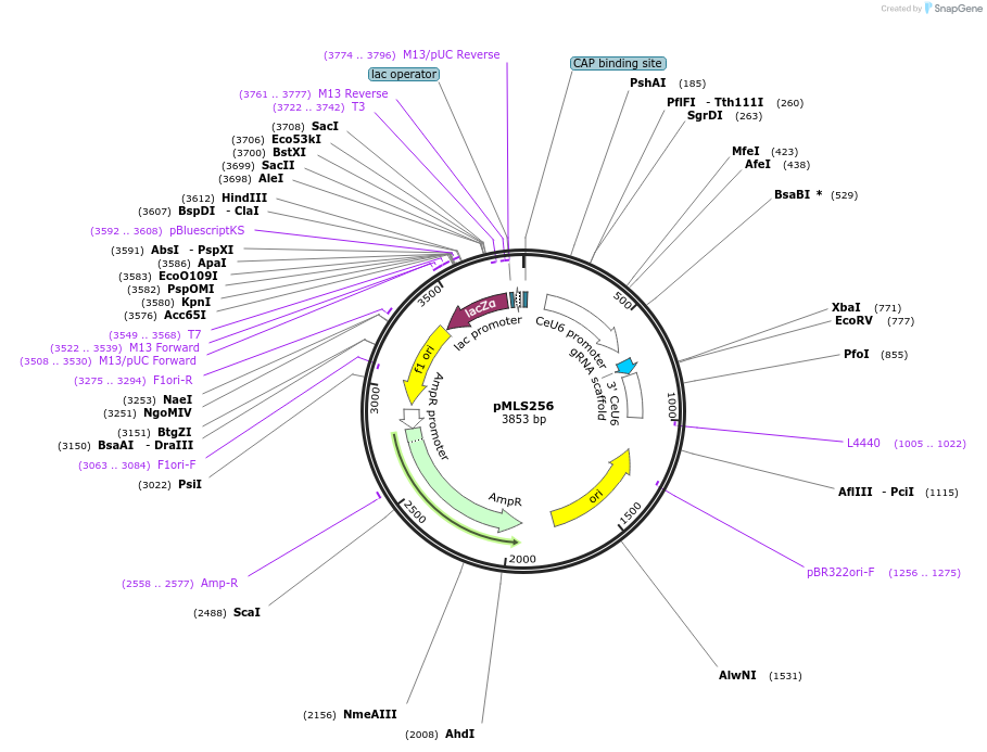 73715-plasmid-map-sequence-id-200872