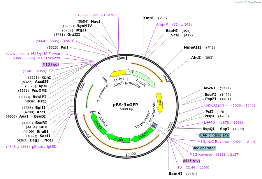 50659-plasmid-map-sequence-id-200875
