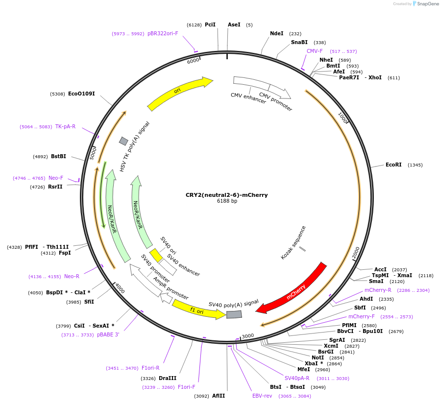 104181-plasmid-map-sequence-id-200876