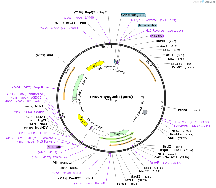 14712-plasmid-map-sequence-id-200881