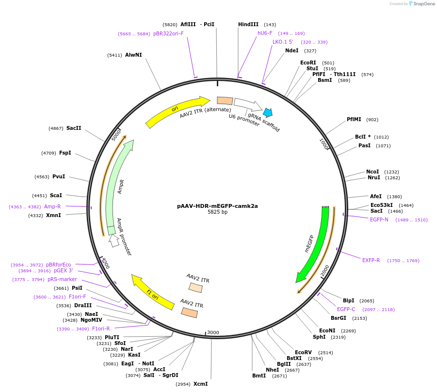 104589-plasmid-map-sequence-id-200933