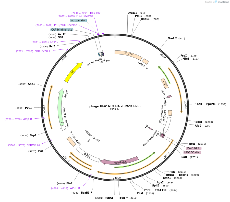 104098-plasmid-map-sequence-id-200963
