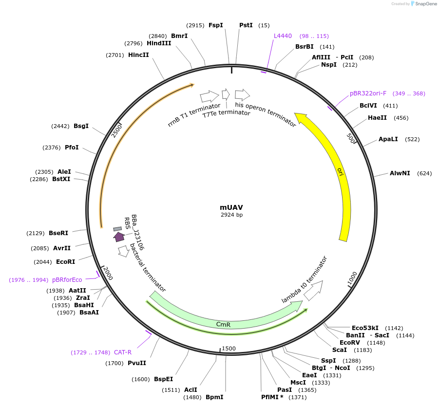 102680-plasmid-map-sequence-id-200980