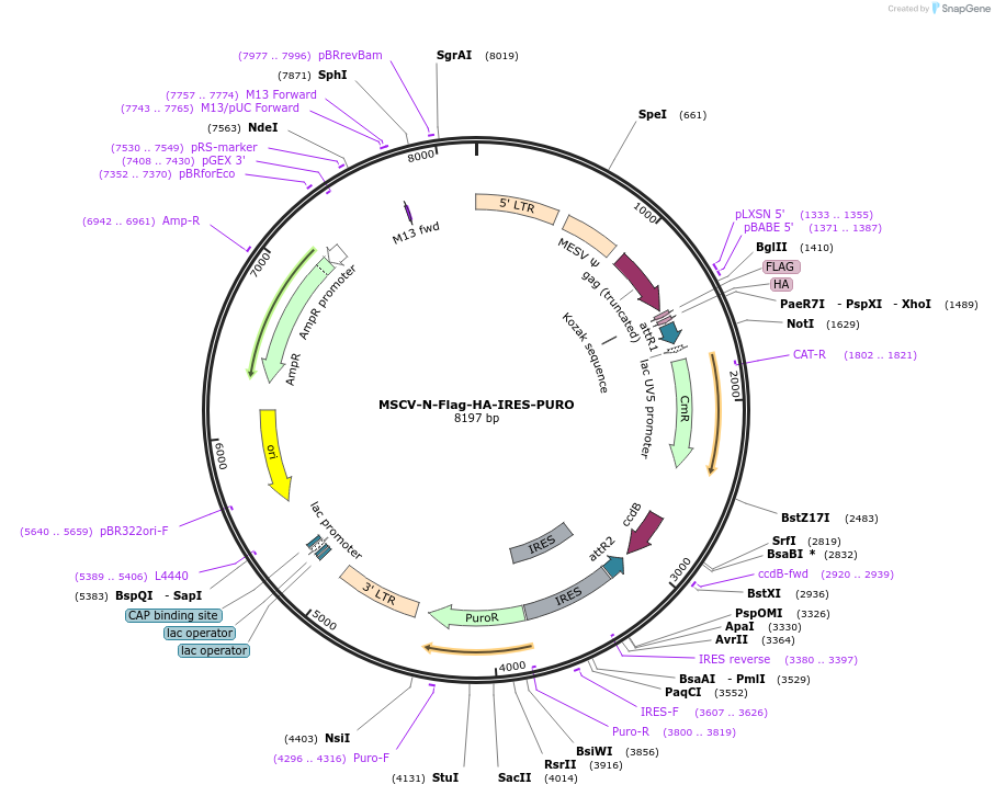 41033-plasmid-map-sequence-id-200981