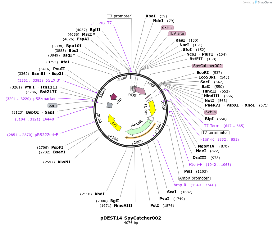 102827-plasmid-map-sequence-id-200984
