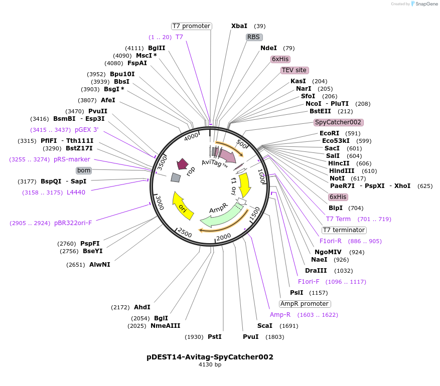102828-plasmid-map-sequence-id-200985