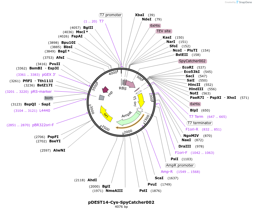 102829-plasmid-map-sequence-id-200986