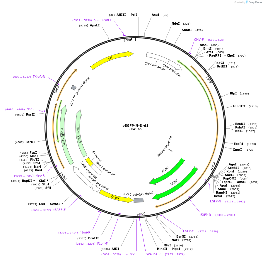 104358-plasmid-map-sequence-id-200988