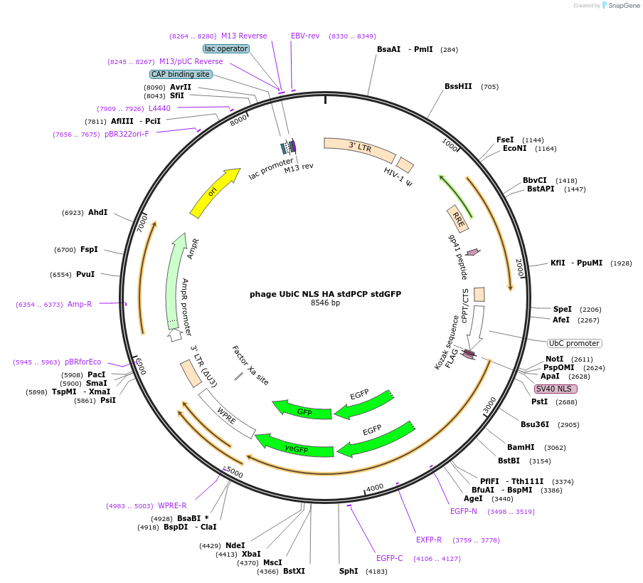 104099-plasmid-map-sequence-id-200989