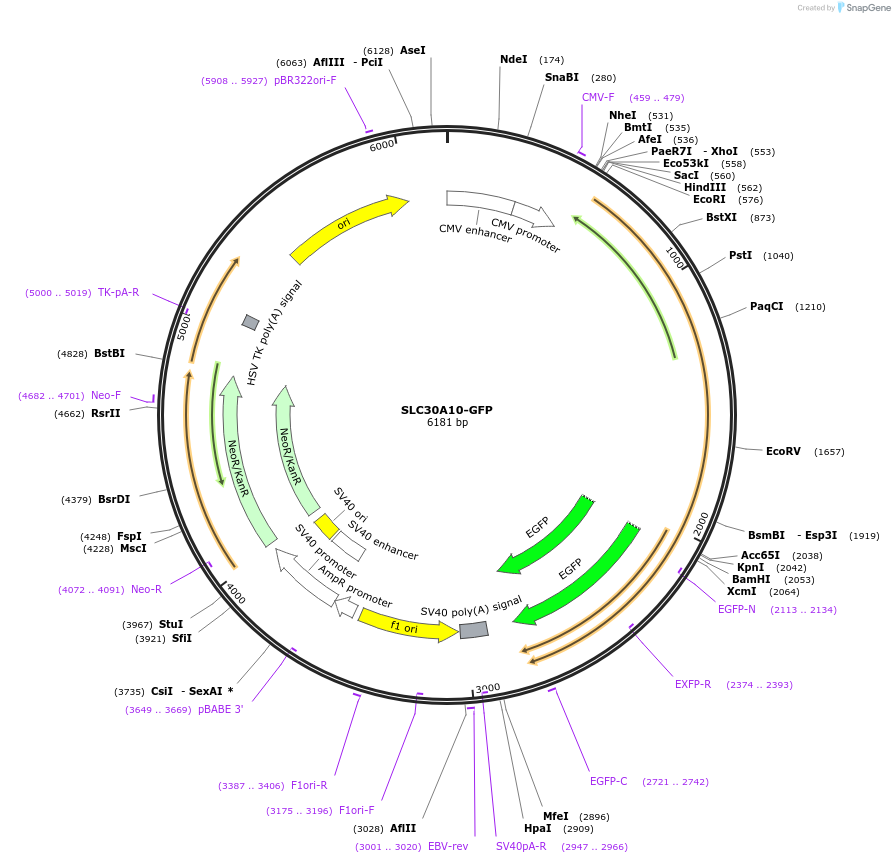 104381-plasmid-map-sequence-id-200999