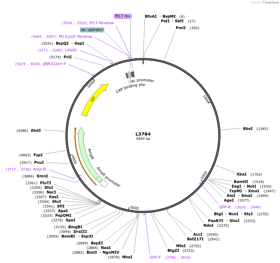 1591-plasmid-map-sequence-id-201