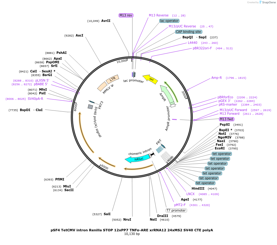 104096-plasmid-map-sequence-id-201000