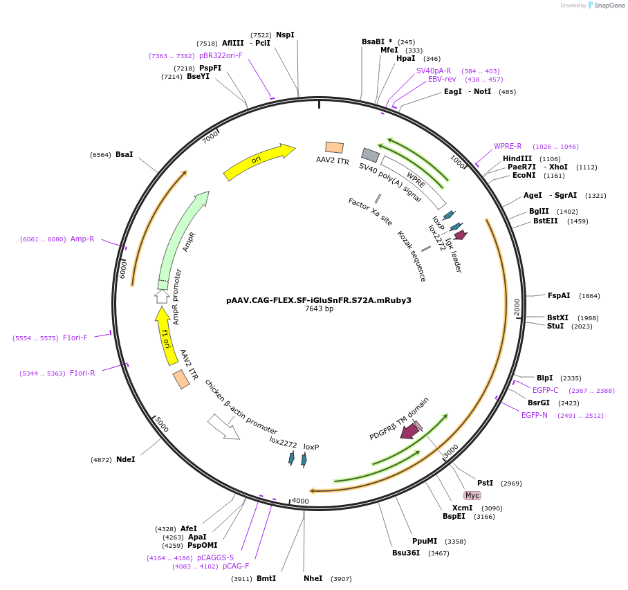 106206-plasmid-map-sequence-id-201033