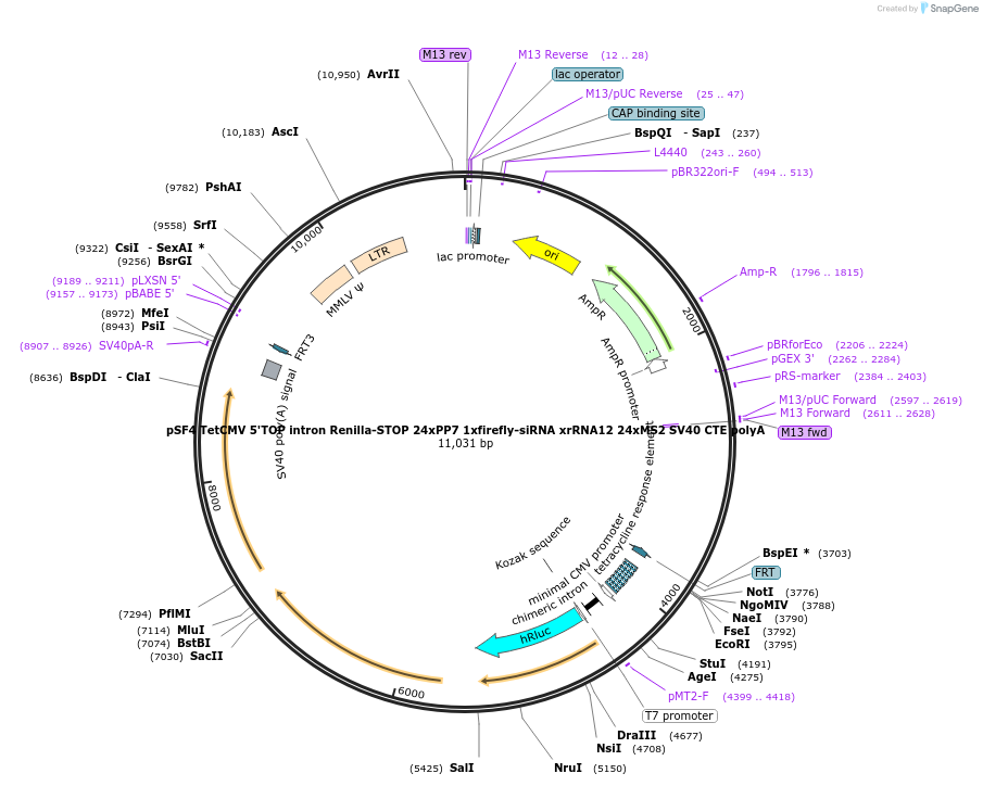 104140-plasmid-map-sequence-id-201035